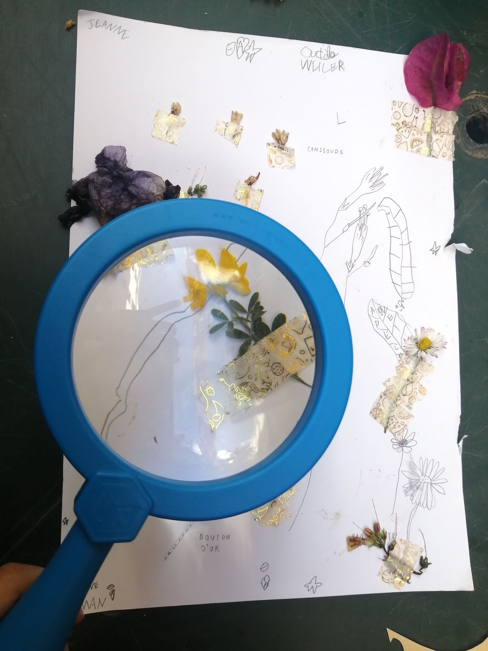 Pollinisation