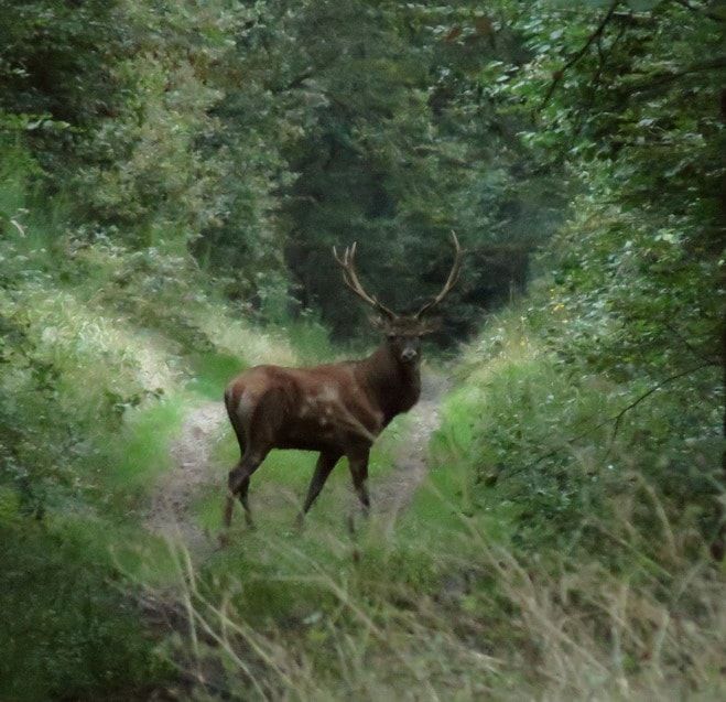 Carte cadeau - En forêt à l'époque du brame du cerf
