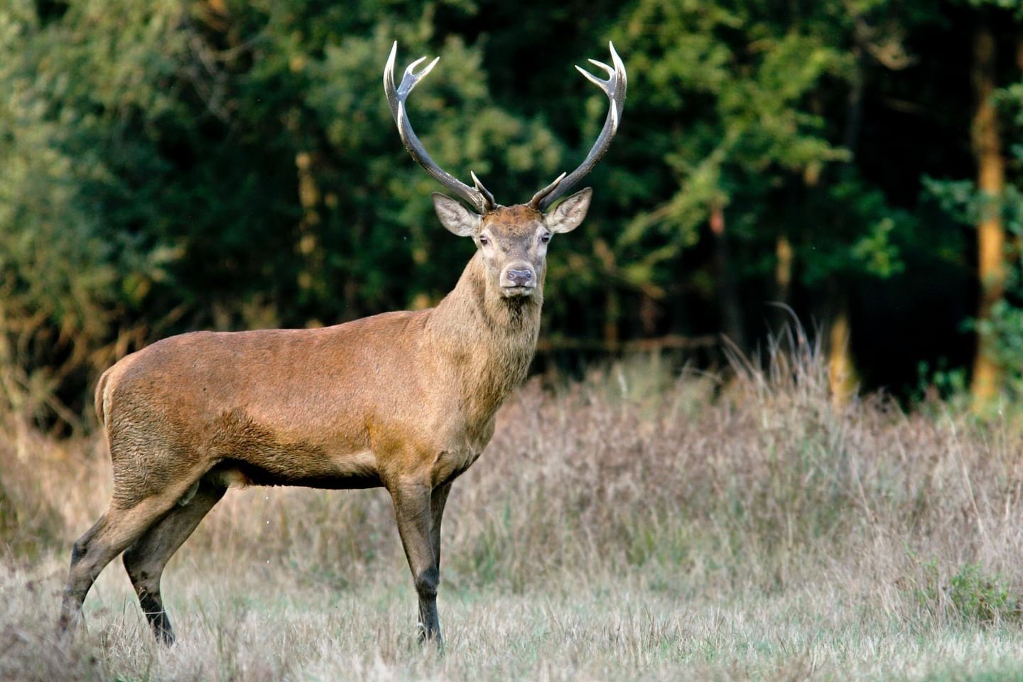 Affût animalier : observer la faune sauvage dans son milieu naturel