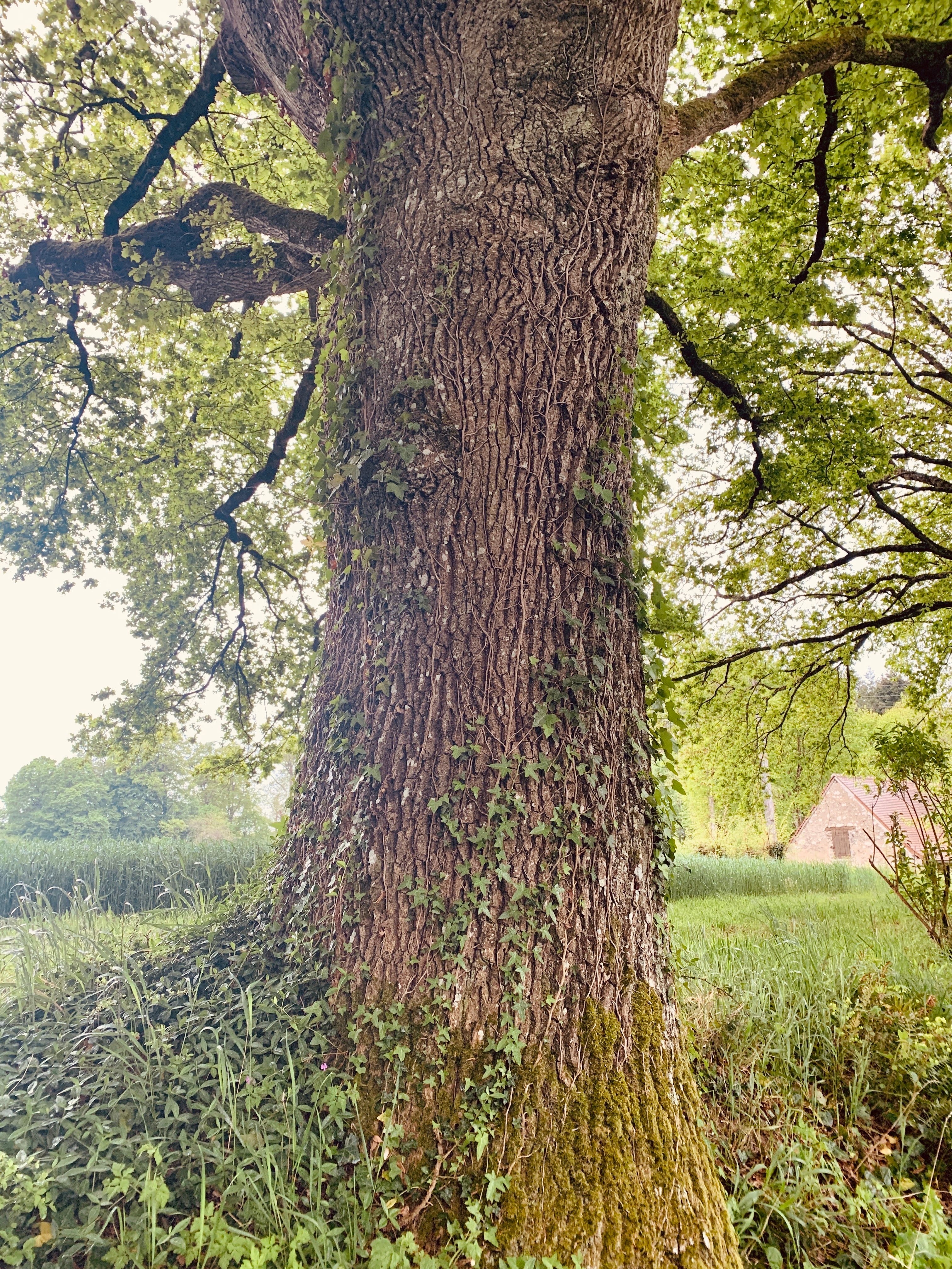 Découvrir le monde fascinant des arbres