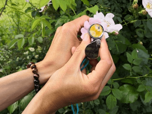 Découverte de plantes en Drôme