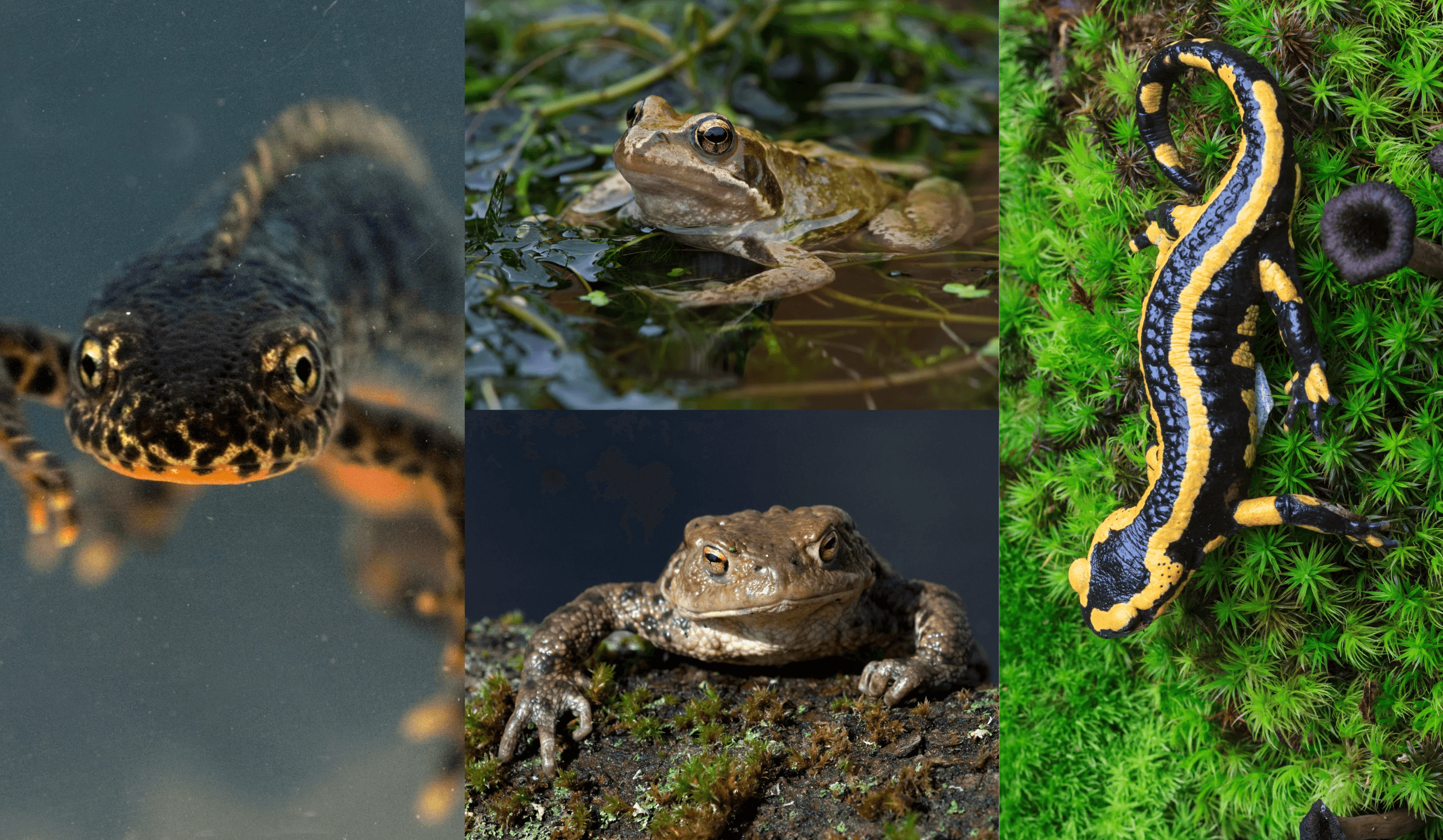 Exemples d’amphibiens : Triton alpestre (Ichthyosaura alpestris) - Grenouille rousse (Rana temporaria) - Crapaud commun (Bufo bufo)  - Salamandre tachetée (Salamandra salamandra)