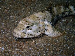 Découverte de la pêche à pied Saint-Malo