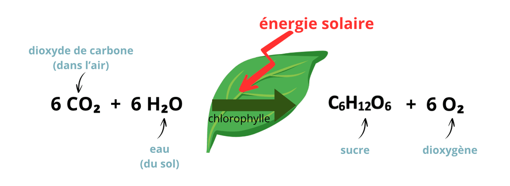 Qu'est-ce qu'une plante