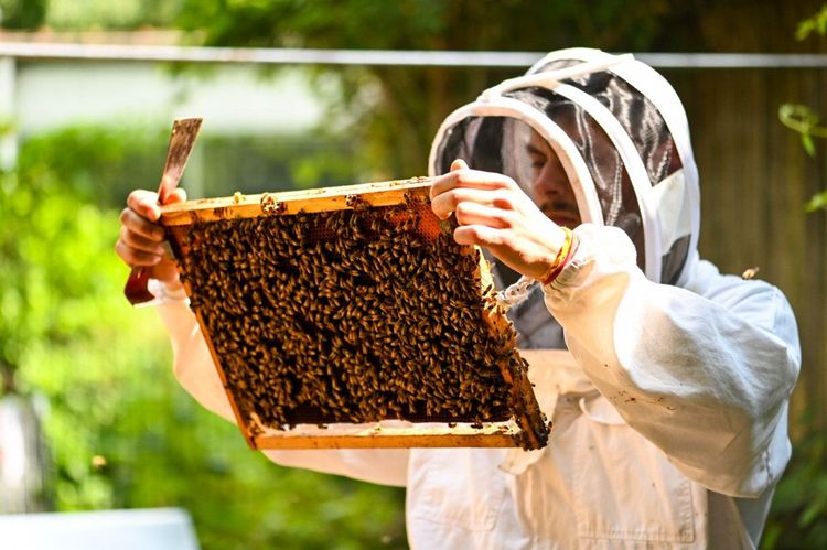 Découverte de l'apiculture