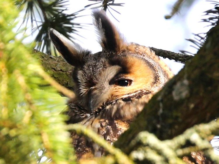 Nocturne "Nuit de la chouette"