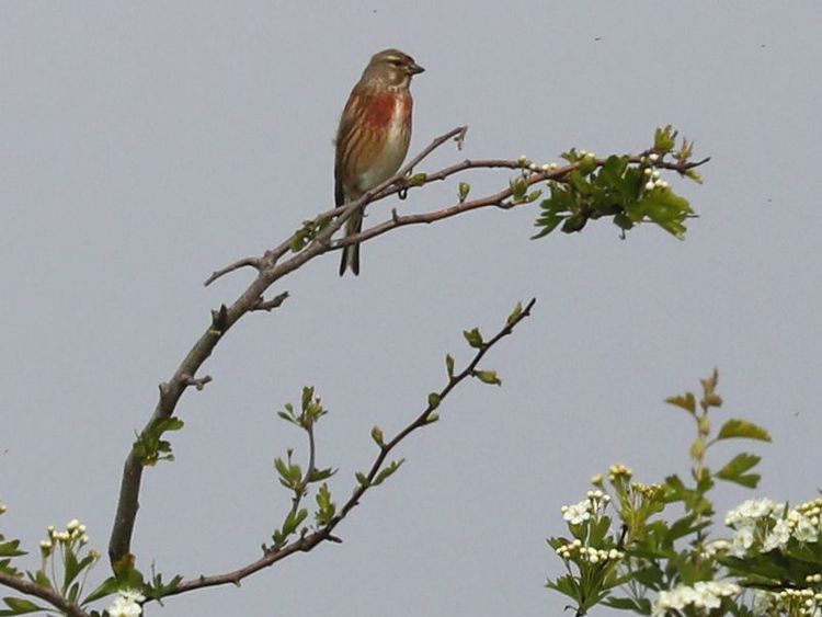 Les P’tits Curieux au Tremblay / Fête de la Nature