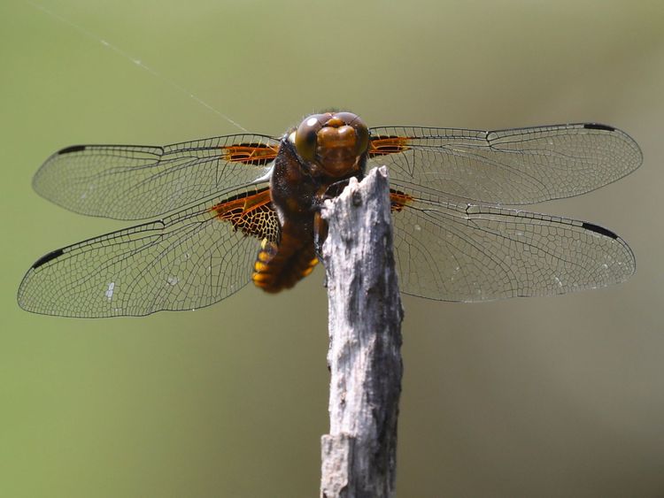 Les mares de Vilpert au crépuscule