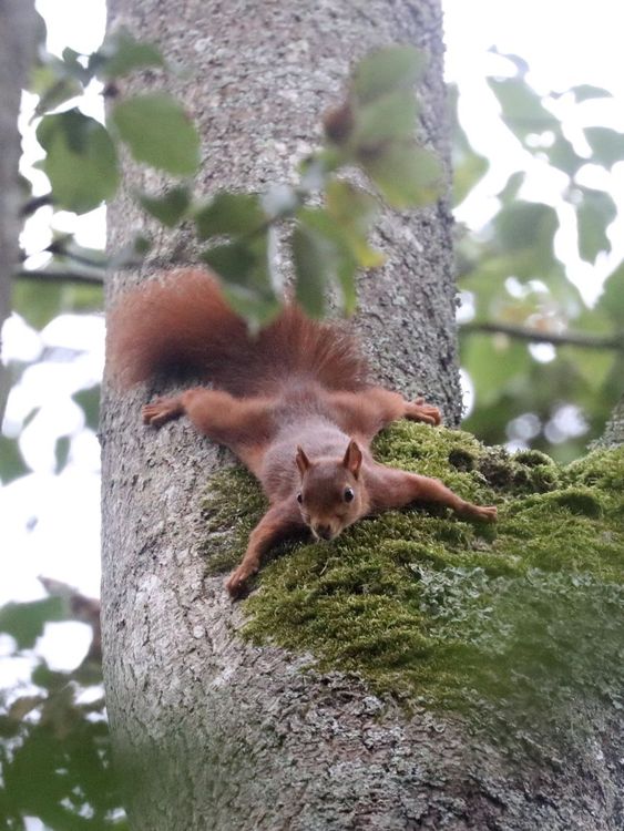 Sortie botanique et animalière avec les Guides de Parc