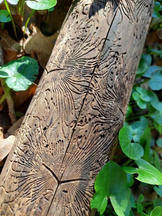 Les activités Nature proposés par Blandine - Animatrice nature