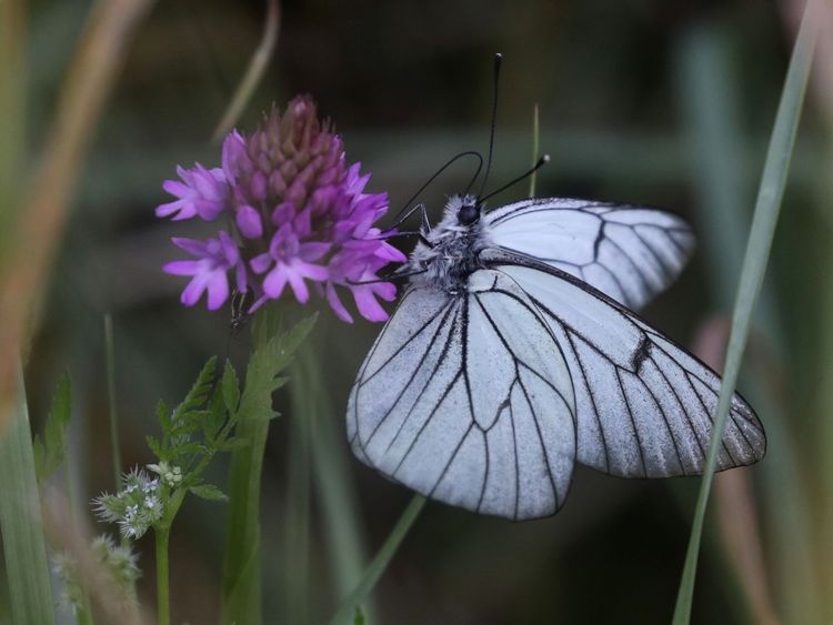Les insectes et leurs sciences participatives | Sortie EcoNature