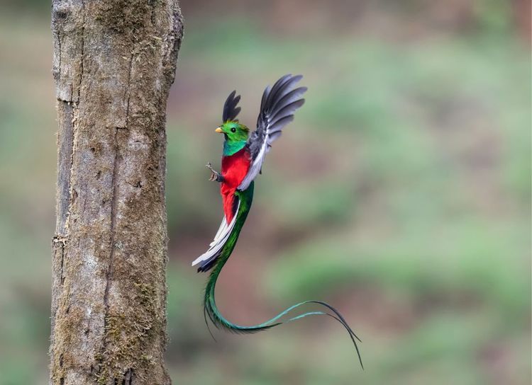 La biodiversité du Costa Rica