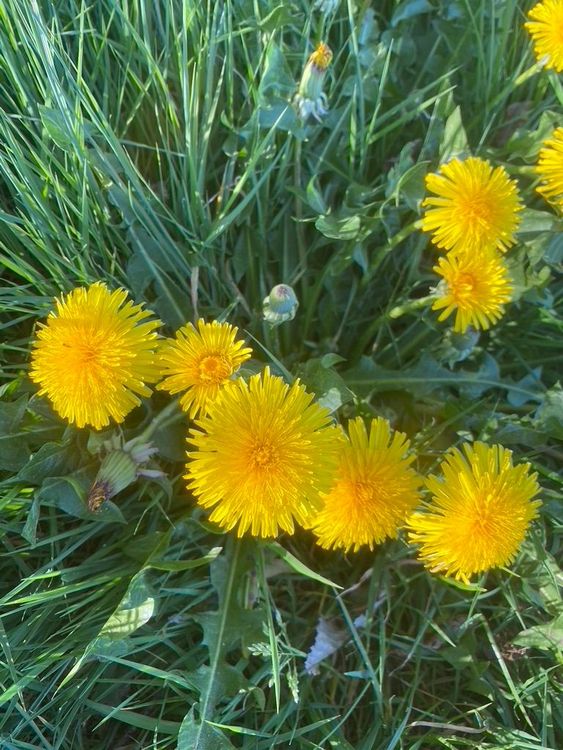 Les herbes folles mi-urbaines mi-rurales - SAINT REMY LES CHEVREUSE