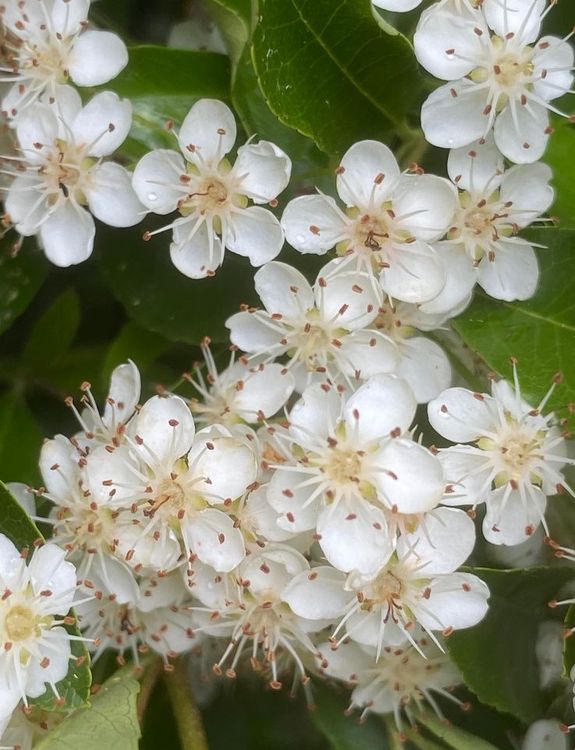 LE PRINTEMPS DE LA RANDONNEE dans le vallon du POMMERET entre paysages et traditions 