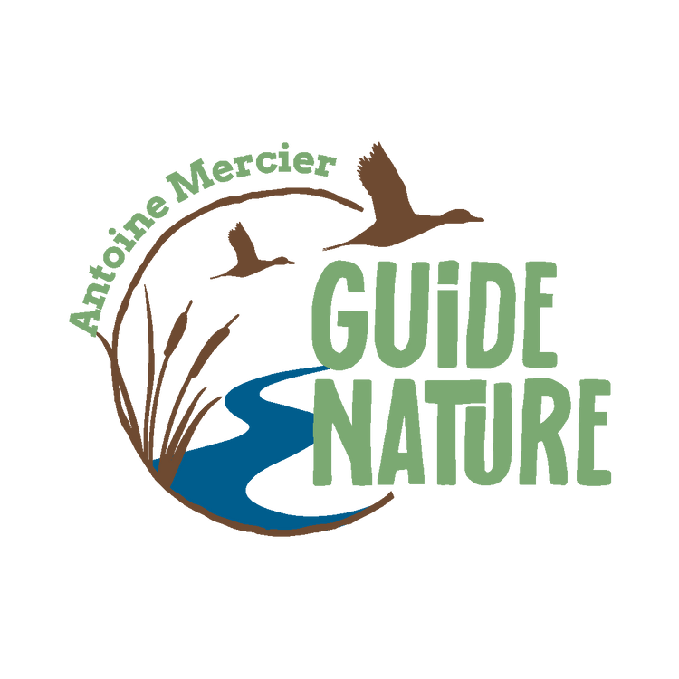Les activités Nature proposés par Antoine - guide nature