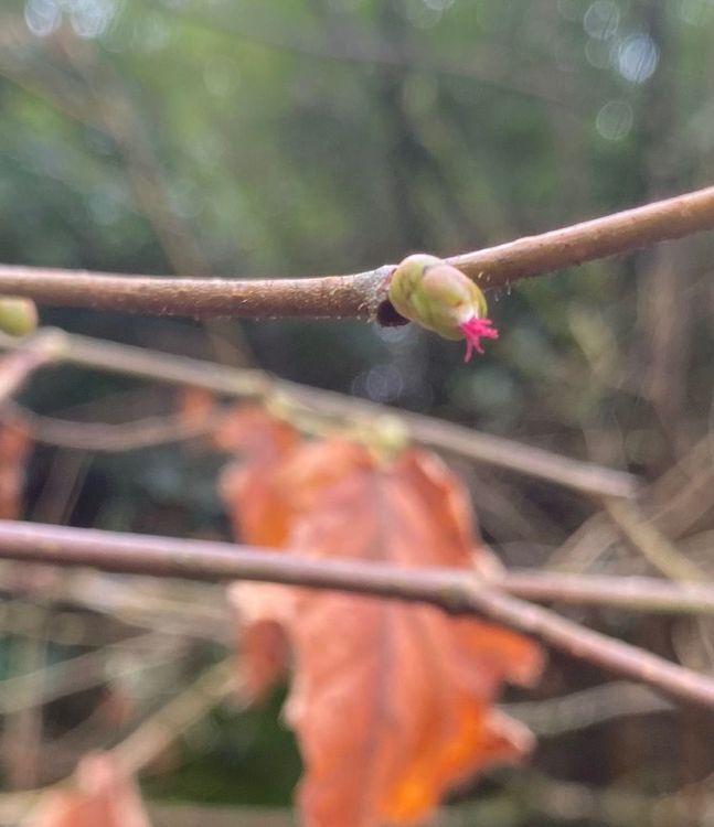 Balade nature à la découverte des bourgeons