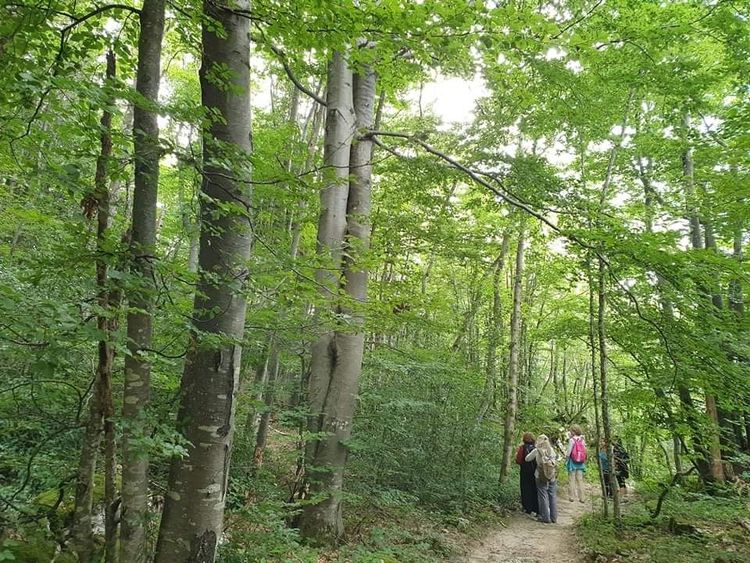 Balade ressourçante "Sylvothérapie & Cie"