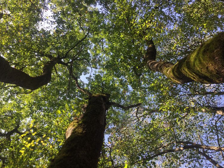 Les activités Nature proposés par Magali - Guide en Sylvothérapie