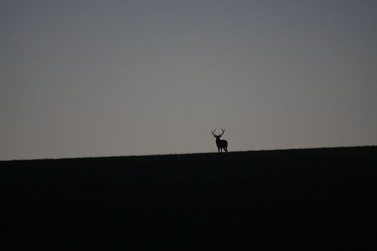 Brame du cerf