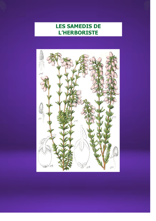 LES SAMEDIS DE L'HERBORISTE : La BRUYERE au milieu de la lande