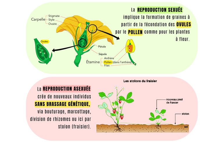 Qu'est-ce qu'une plante