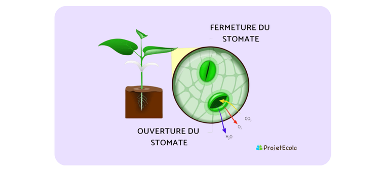Qu'est-ce qu'une plante
