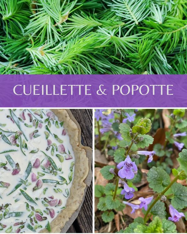 Cueillette et Popote