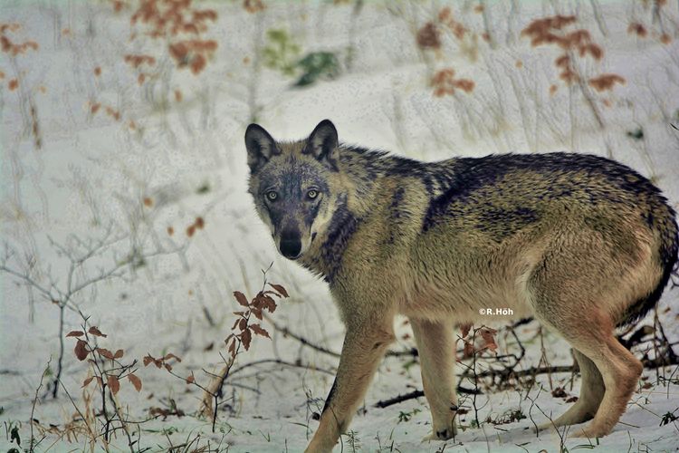 Sortie ''Pistage & découverte du Loup''