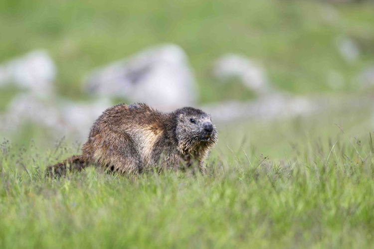Au pays des Marmottes