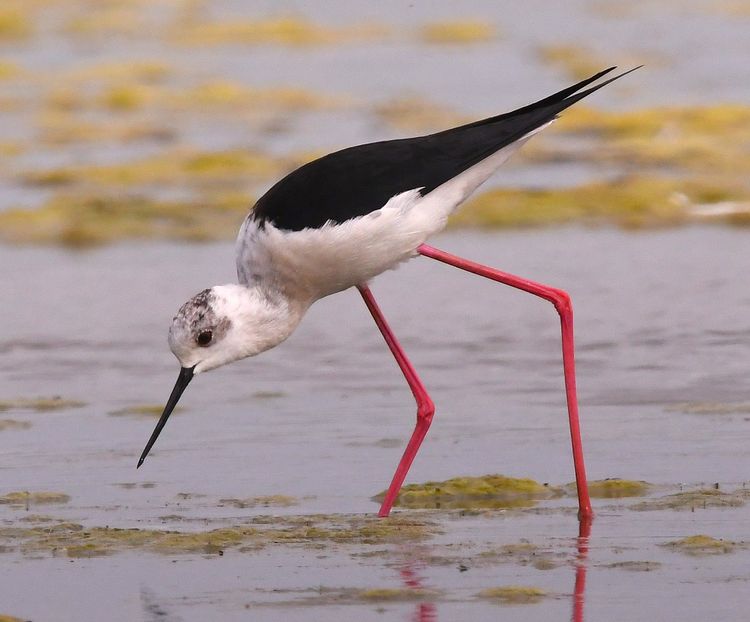 Stage photographie animalière en marais breton 