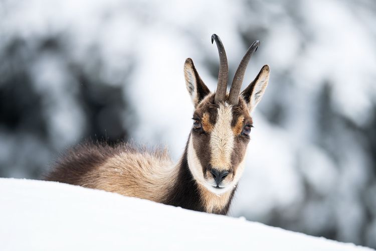 Les activités Nature proposés par Hadrien - Accompaganteur Montagne et photographe naturaliste