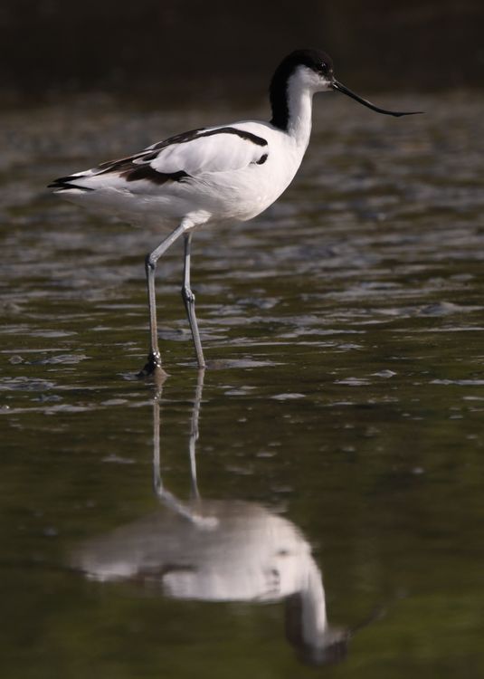 Les marais salants et leurs oiseaux