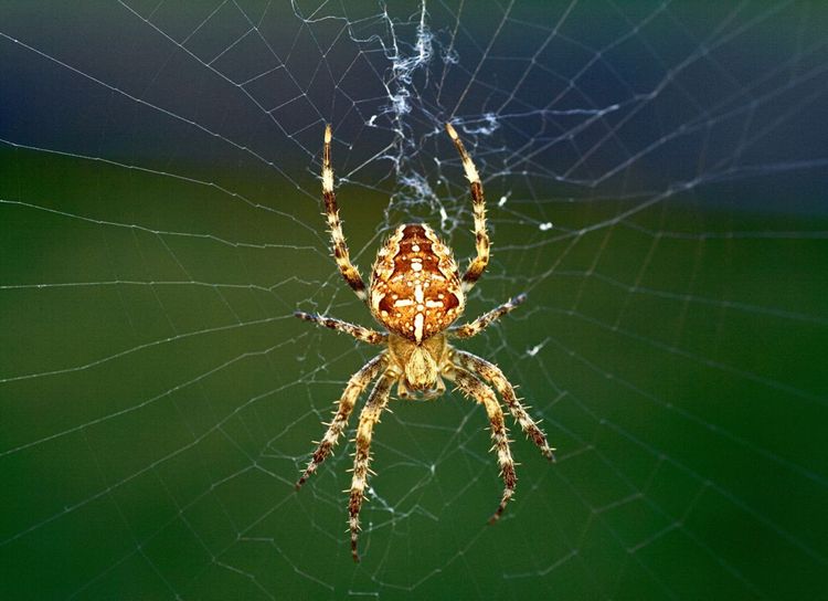 Conférence : araignées, changer de regard sur des animaux soyeux souvent méconnus.