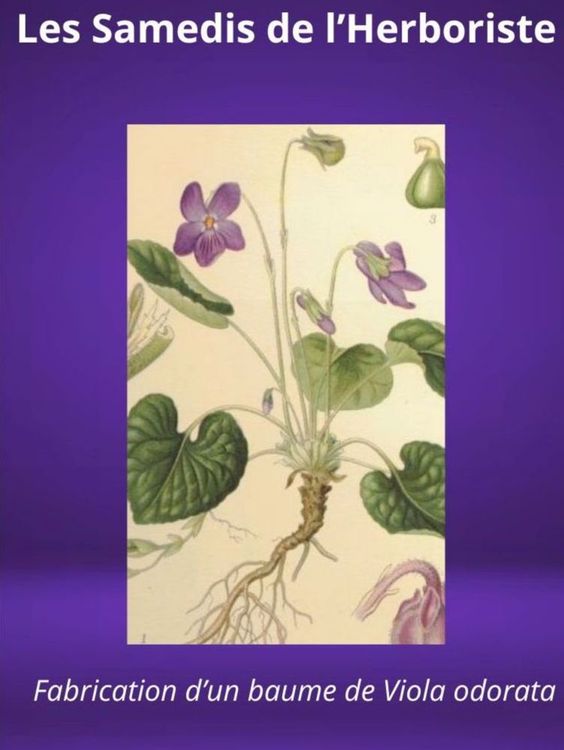 LES SAMEDIS DE L'HERBORISTE : Fleur de Carême, Violette des Haies, Violette odorante