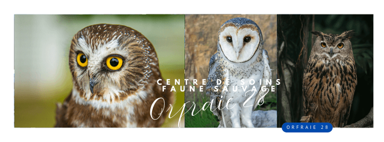Balade ornithologique 