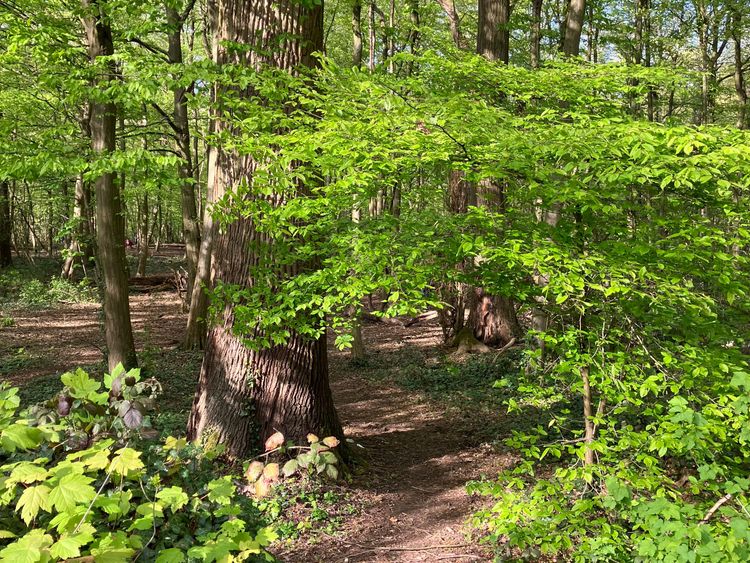 Les activités Nature proposés par Titaua - Guide en bain de forêt - Educatrice animatrice nature