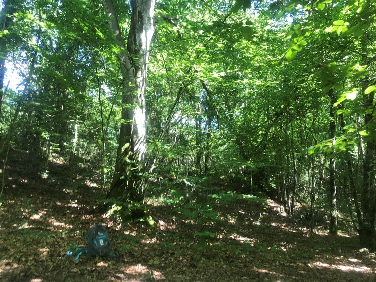 Ronde des arbres "A la rencontre du Hêtre"