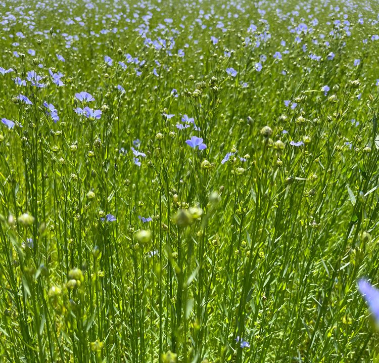 Les activités Nature proposés par Isabelle - Coach conseil en leadership et business régénératif
