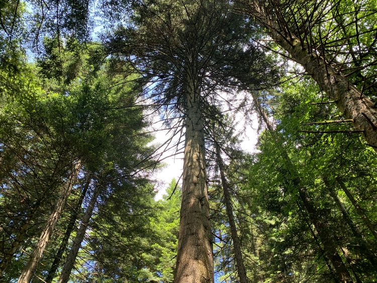 Balade ressourçante "A la rencontre du sapin Président"