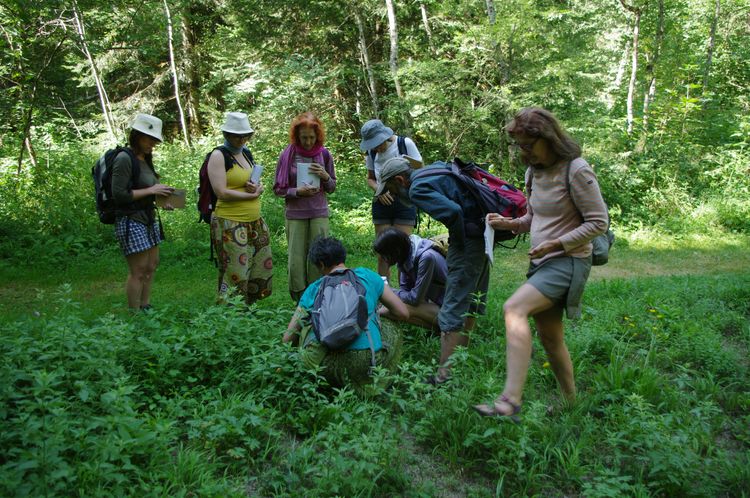 Découverte et cuisine des plantes sauvages comestibles