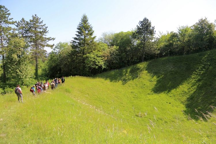 Nature et Histoire, la forêt du renouveau
