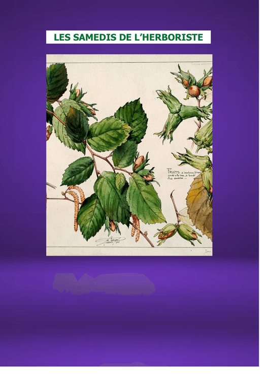 LES SAMEDIS DE L'HERBORISTE : Le NOISETIER, l'ami des fées et des convalescents