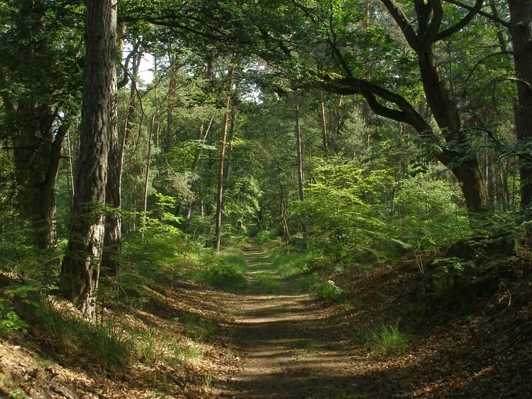 Randonnée nature sur les plus beaux sentiers de la forêt de Fontainebleau
