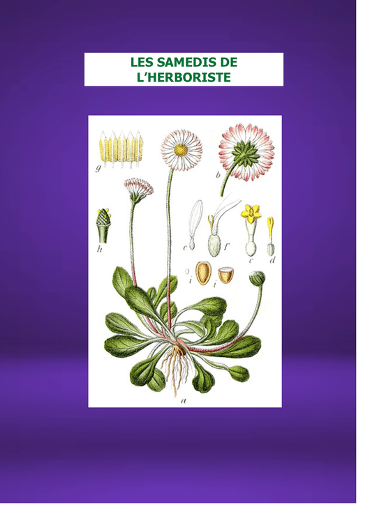 LES SAMEDIS DE L'HERBORISTE : Les PAQUERETTES de la rosette à son coeur jaune