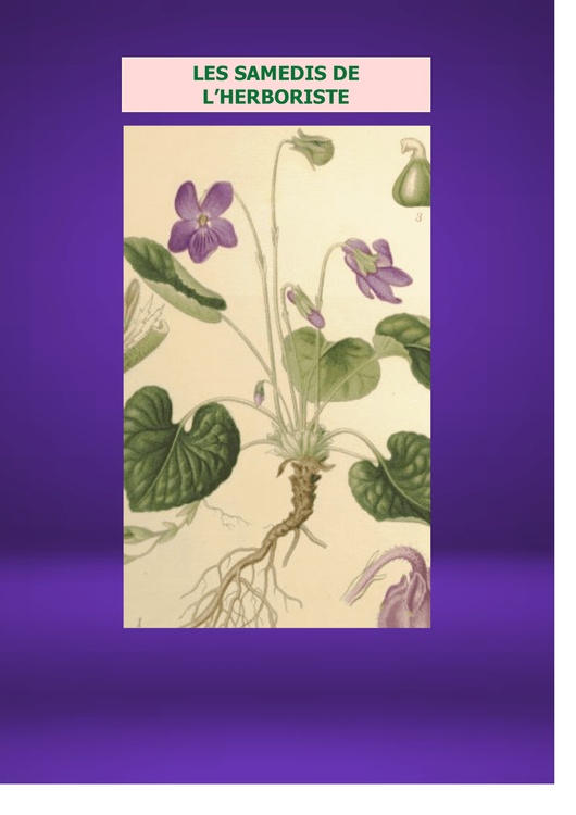LES SAMEDIS DE L'HERBORISTE : Fleur de Carême, Violette des Haies, Violette odorante