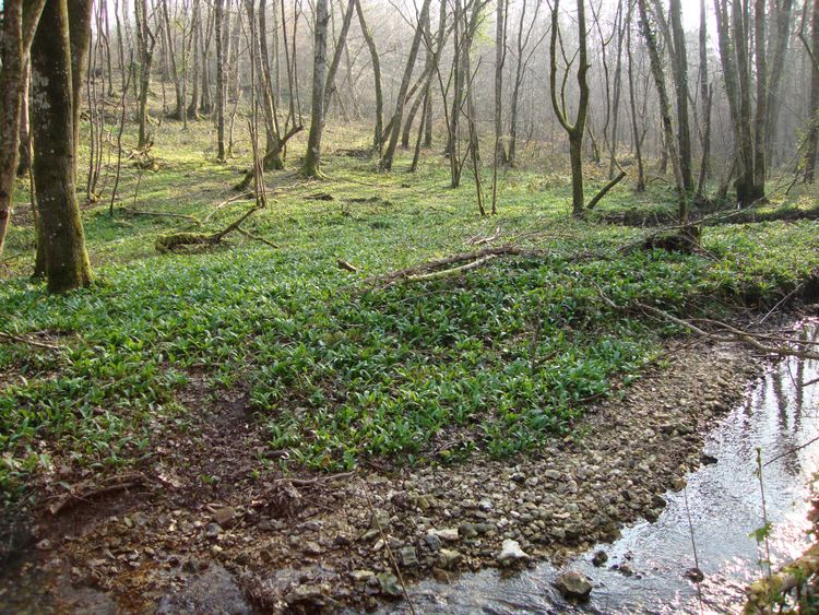 Les activités Nature proposés par Amandine - cueilleuse-cuisinière, animatrice, formatrice