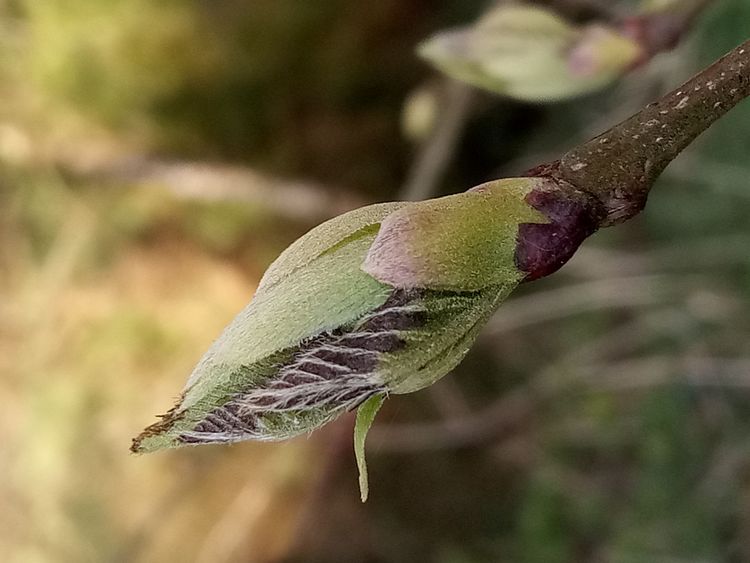 Atelier cueillettes de bourgeons et fabrication de macérats