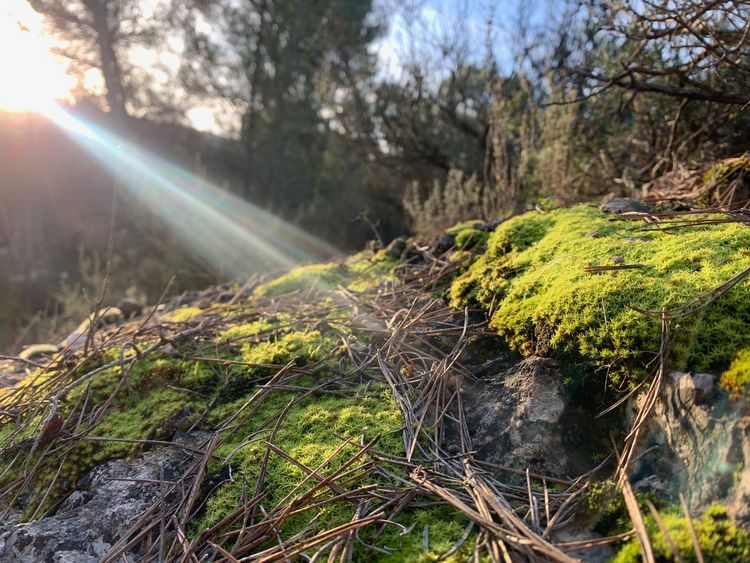 Premiers pas à la découverte des Bryophytes
