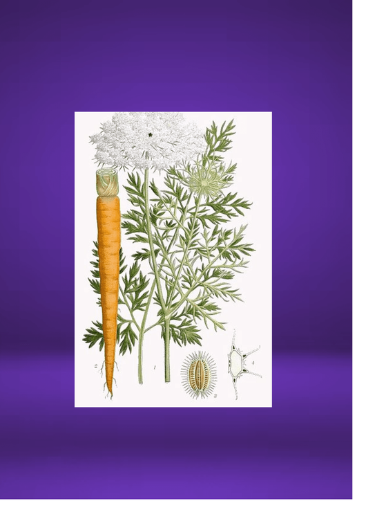 LES SAMEDIS DE L'HERBORISTE : CAROTTE SAUVAGE