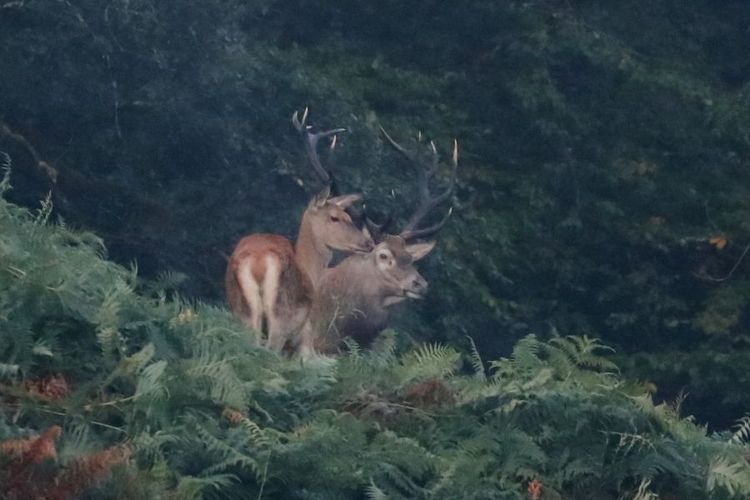 A l'écoute du brame du cerf